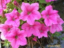 Petunia Hybrida